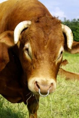 Parfois les taureaux sont épargnés